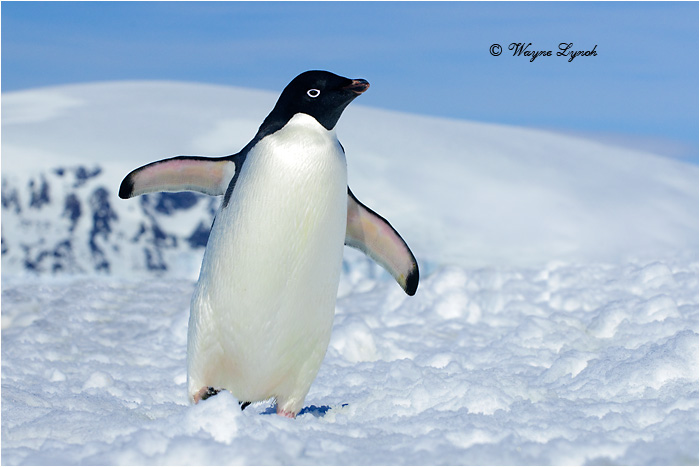 Adelie Penguin by Dr. Wayne Lynch &copy;